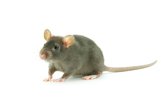 funny rat  isolated on white background