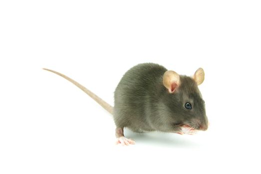 funny rat  isolated on white background