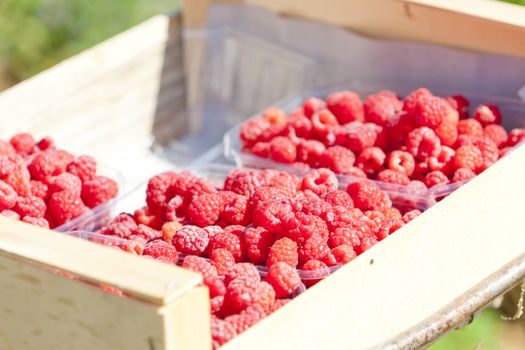 raspberries