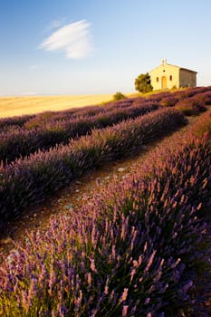 chapel with lavender field, Plateau de Valensole, Provence, France