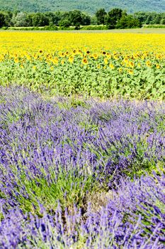 lavender and sunflower fields, Provence, France