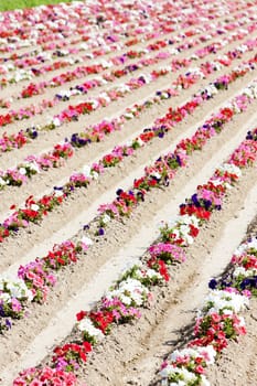 flower field, Provence, France