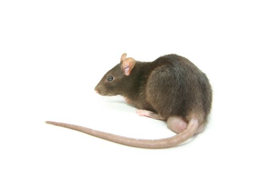 funny rat  isolated on white background