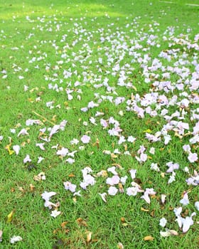 purple and white crocus field with grass in spring time