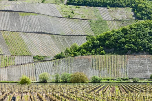 vineyars near Polich, Rhineland-Palatinate, Germany