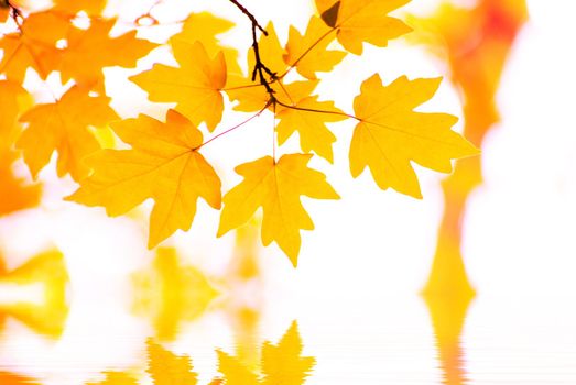 autumn leaves background in sunny day