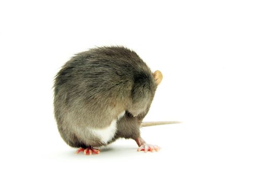 funny rat  isolated on white background