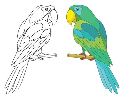 Bird parrot sits on a wooden perch, colored and black contour on white background