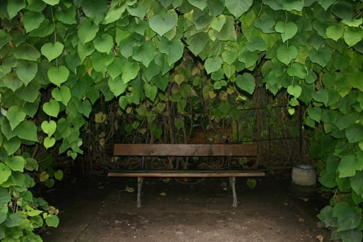 Arbor for rest from a bench and a plant