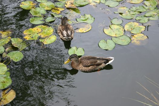 Two ducks on a pond among lilies in the autumn