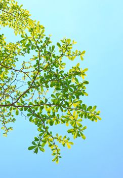 Green leaf with clear blue sky