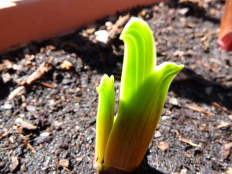 new growth of a small plant