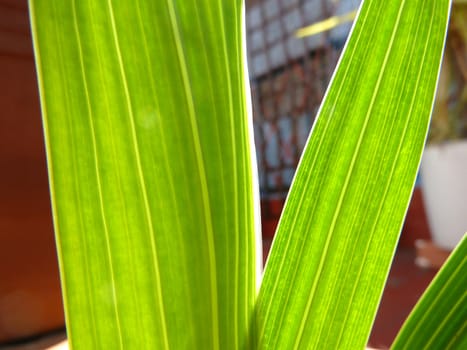 closeup on some vibrant bright green leaves