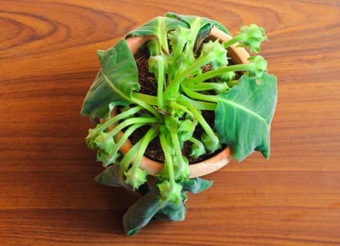 dying plant from top view on wooden background