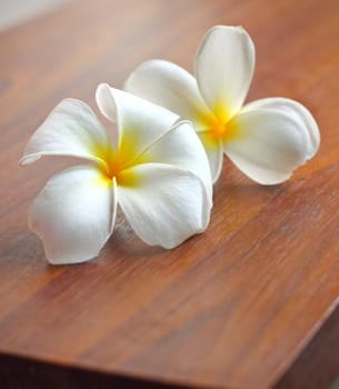 Frangipani flowers on the table