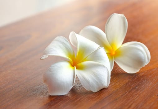 Frangipani flowers on the table