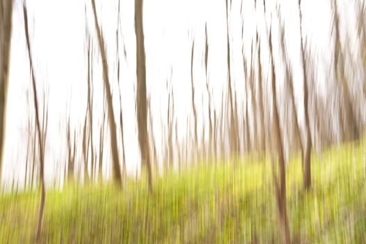 Surreal scene wizh blurring trees