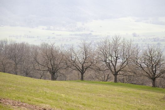 Landscape with apple trees near Stuttgart / Germany