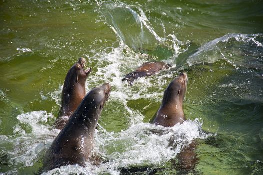 Close up of swimming sea lions