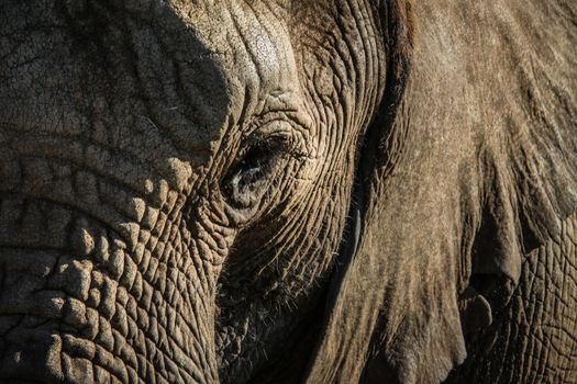 Close up of Elephant, South Africa