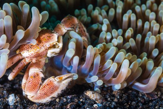 Porcelain crab (Neopetrolisthes maculatus), Raja Ampat, Indonesia