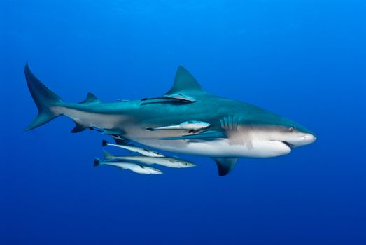 Bull shark in blue ocean water