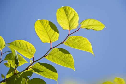 close up of green leaves