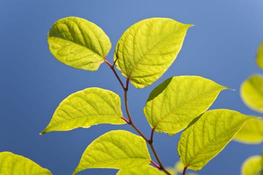 close up of green leaves