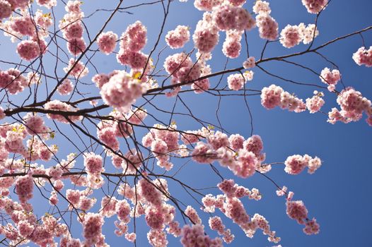 Cherry blossom