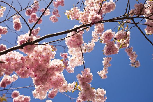 Close up of cherry blossom in april