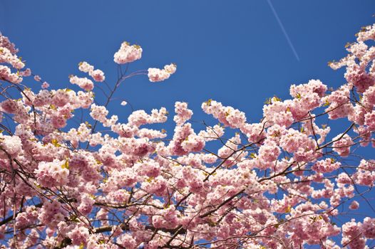 Close up of cherry blossom in april
