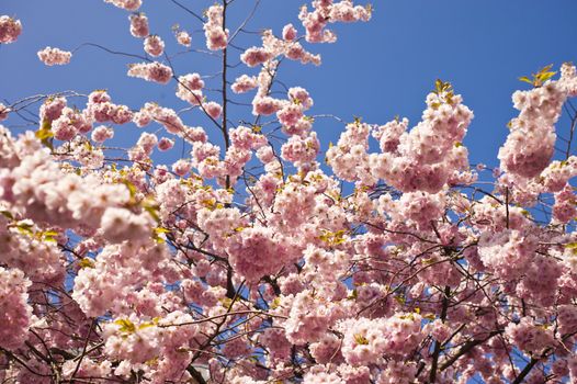 Close up of cherry blossom in april