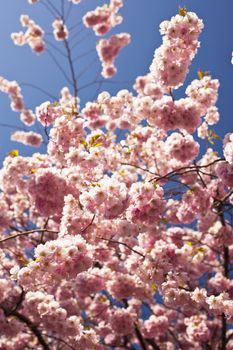 Close up of cherry blossom in april