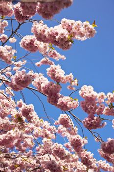 Close up of cherry blossom in april