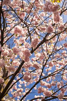 Close up of cherry blossom in april