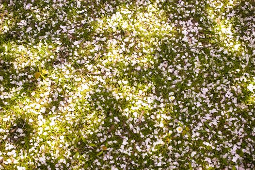 Cherry blossom