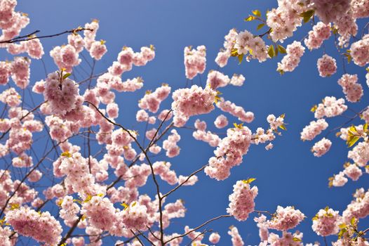 Close up of cherry blossom in april