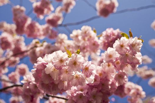 Close up of cherry blossom in april