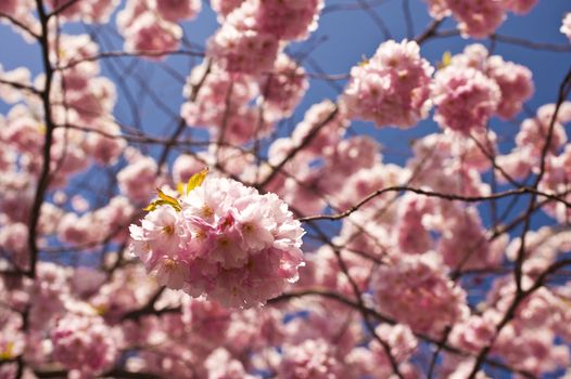 Close up of cherry blossom in april