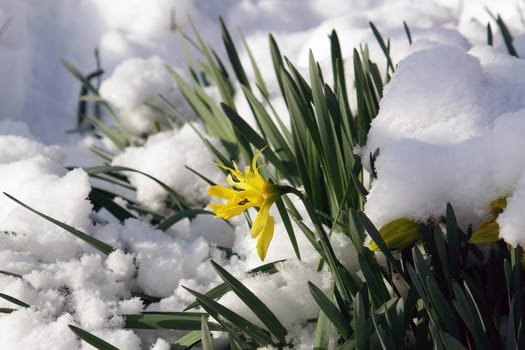 flowers in the snow