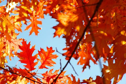 autumn leaves background in a sunny day