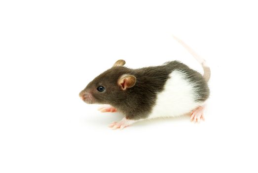 funny rat  isolated on white background