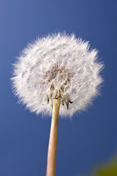 Dandelion