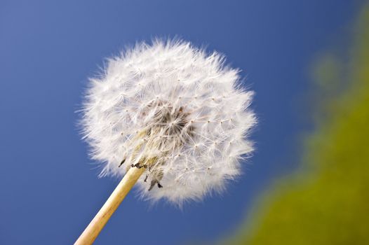 Dandelion