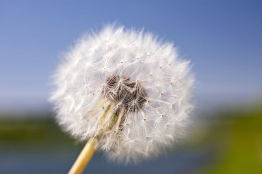 Dandelion