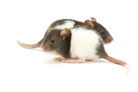 funny rat  isolated on white background