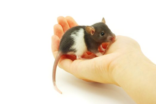 funny rat in hands  isolated on white background