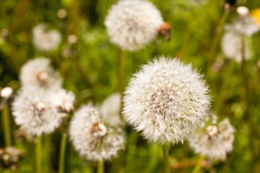 Dandelion