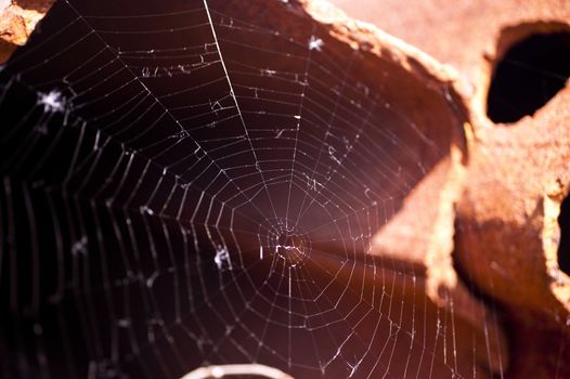 Spider Web