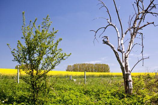 Rape field